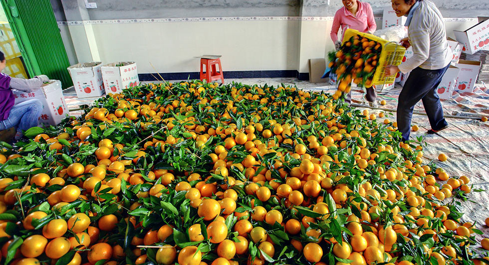 сбор апельсинов